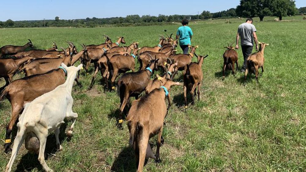 « Le prix du lait de chèvre est insuffisant »