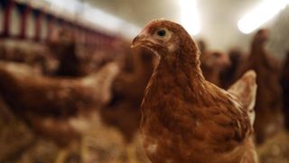 Le risque lié à la grippe aviaire repasse à « élevé » Le risque lié à la grippe aviaire repasse à « élevé »