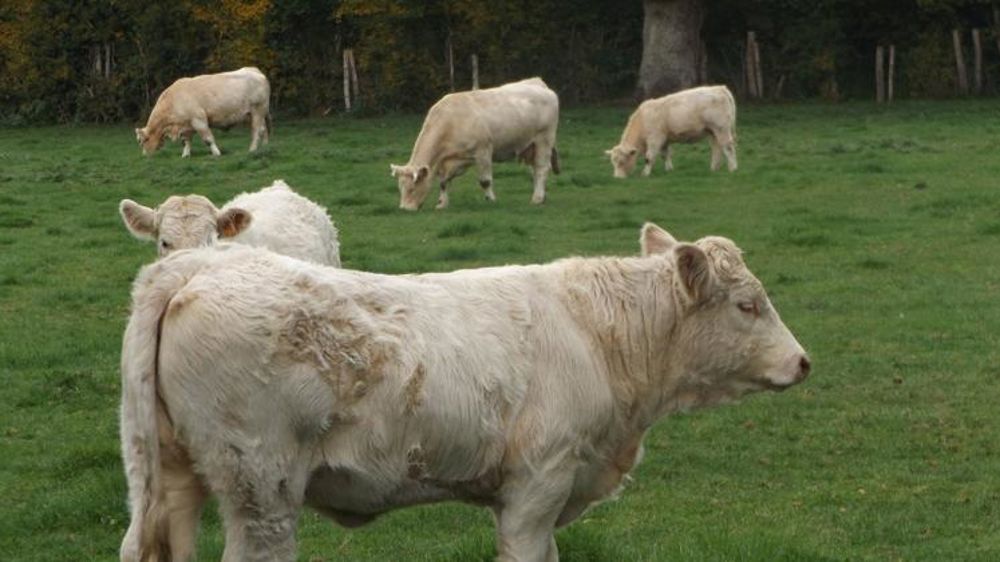 Les exportations de broutards ont reculé en septembre