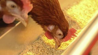 La France compte cinq foyers de grippe aviaire en élevage La France compte cinq foyers de grippe aviaire en élevage