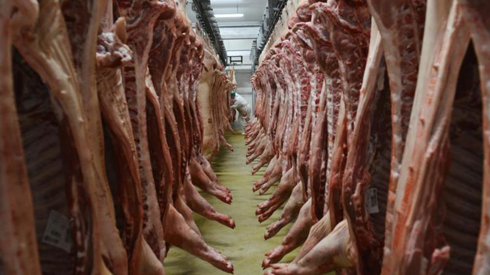 Les abatteurs proposent 2 centimes supplémentaires pour les porcs castrés