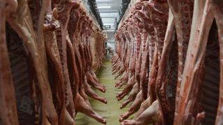 Les abatteurs proposent 2 centimes supplémentaires pour les porcs castrés Les abatteurs proposent 2 centimes supplémentaires pour les porcs castrés