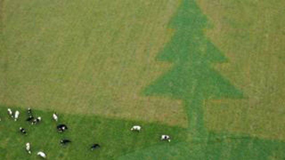 Les vaches préparent Noël