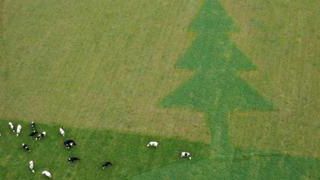 Les vaches préparent Noël Les vaches préparent Noël