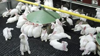 « Défendre la filière du lapin d’une seule voix à Bruxelles » « Défendre la filière du lapin d’une seule voix à Bruxelles »