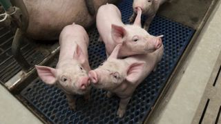 « Nos responsables auraient dû exiger la fin de la castration des porcs » « Nos responsables auraient dû exiger la fin de la castration des porcs »