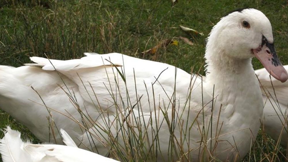 Un foyer de grippe aviaire dans un élevage des Landes