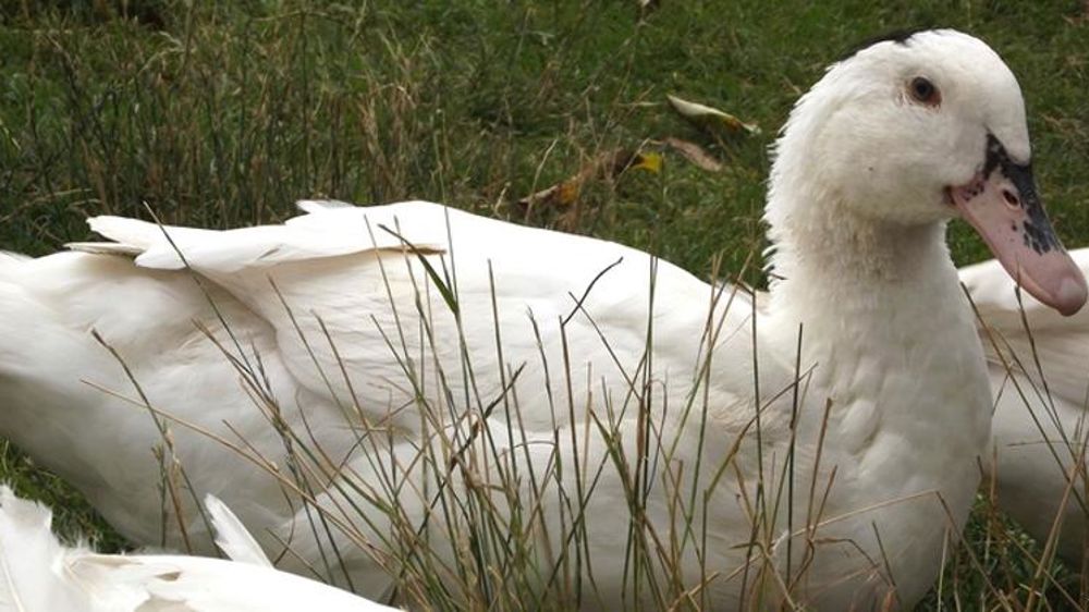Six nouveaux foyers de grippe aviaire dans les Landes