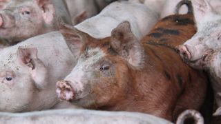 Le prix du porc et les abattages reculent en novembre Le prix du porc et les abattages reculent en novembre