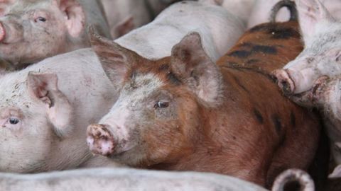 Le prix du porc et les abattages reculent en novembre Le prix du porc et les abattages reculent en novembre