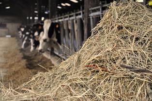 profil en acide gras du lait de vache