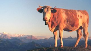 La guerre du Gruyère aura-t-elle lieu ? La guerre du Gruyère aura-t-elle lieu ?