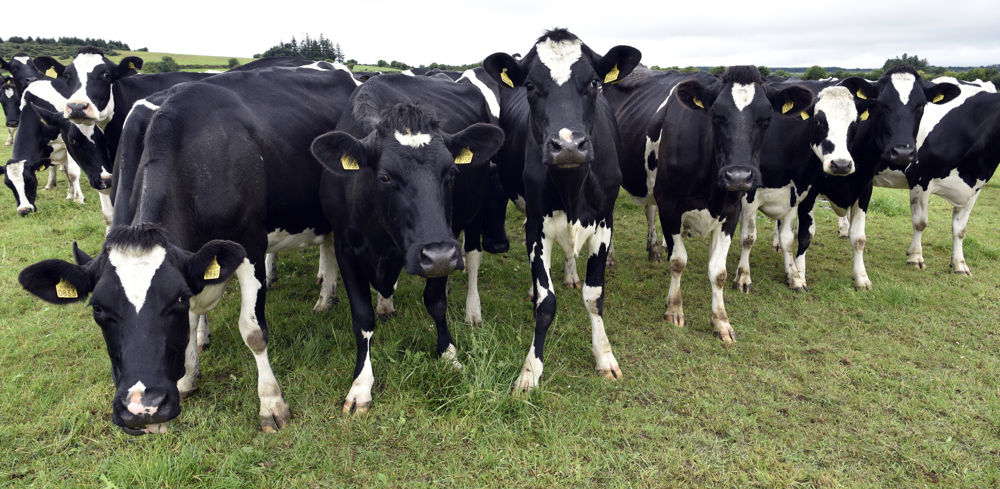 Pour les éleveurs laitiers, la directive IED ne les protègent pas de la décapitalisation.
