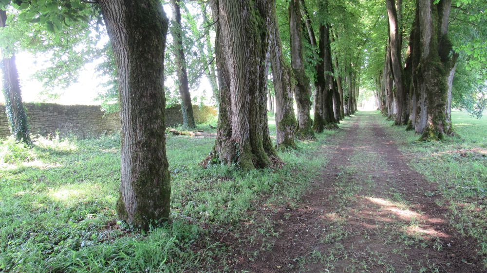 Allée de tilleuls du Château de Sermange (Jura) primée au concours Allées d'arbres.