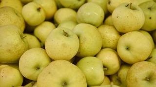La canicule de l'été s'est ressentie dans les calibres des pommes de septembre. La canicule de l'été s'est ressentie dans les calibres des pommes de septembre.