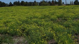 Le séneçon du Cap a envahi une prairie fragilisée par les températures caniculaires de cet été. Le séneçon du Cap a envahi une prairie fragilisée par les températures caniculaires de cet été.