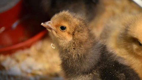 L'Union européenne attend les résultats de l'étude d'impact sur la fin de l'élimination des poussins mâles réclamée à la Commission. L'Union européenne attend les résultats de l'étude d'impact sur la fin de l'élimination des poussins mâles réclamée à la Commission.