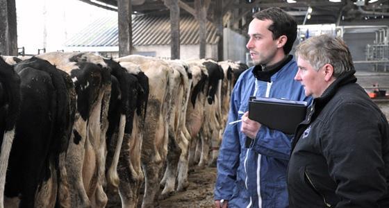 vétérinaire gds alimentation vaches laitières reproduction