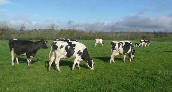 mise à l'herbe - prairie - pâturage - vache laitière