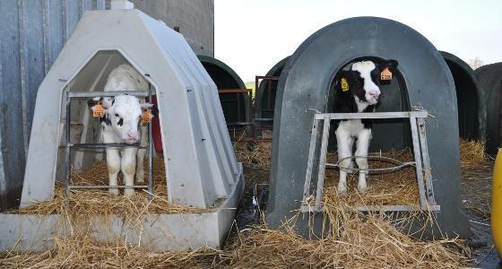 veaux niches alimentation concentré