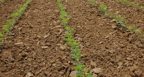 L'équipe du Cetiom de la zone Est présente les variétés de soja inscrites pour 2012.