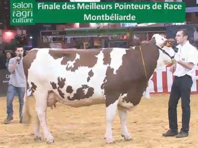 Finale des jeunes pointeurs de la race montbéliarde.