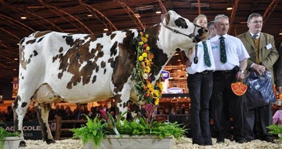 Chance Grande championne Normande SIA 2012