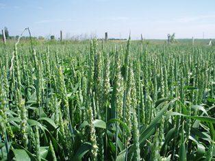 Dans de nombreux pays, l'activité agricole n'est plus rémunératrice