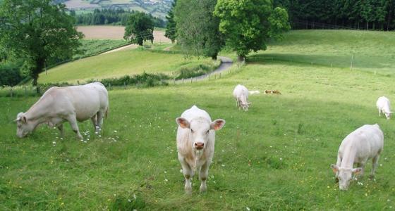 La France perdrait son statut d'officiellement indemne de tuberculose dès qu'environ 200 foyers seraient détectés