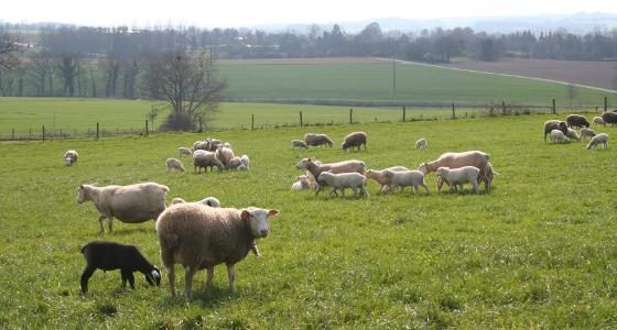 En 2011, la production française ovine s'est établie à 5,031 millions de tête