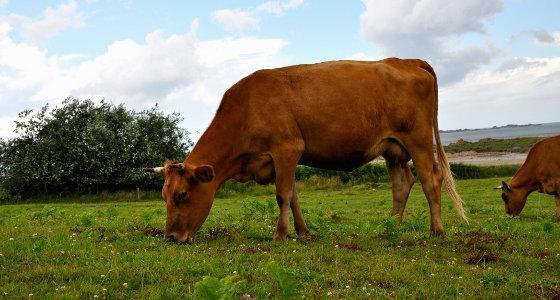 vache au pâturage