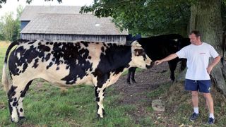 Valoriser des bœufs à l’herbe en filière de proximité Valoriser des bœufs à l’herbe en filière de proximité