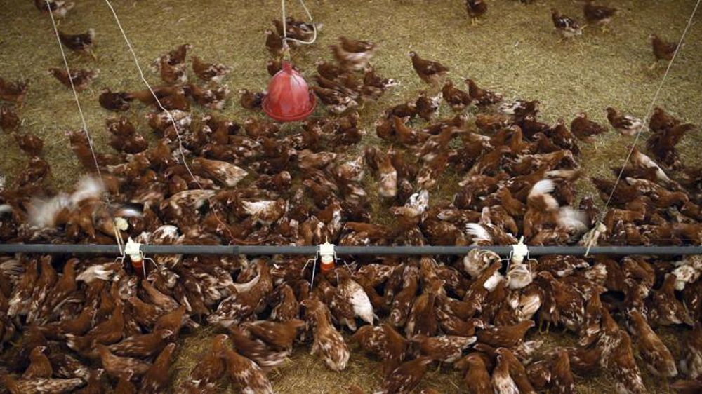 Les abattages progressent