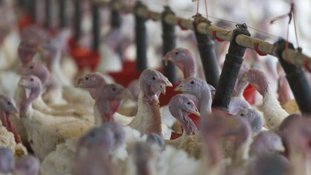 Le virus H5N8 menace les élevages