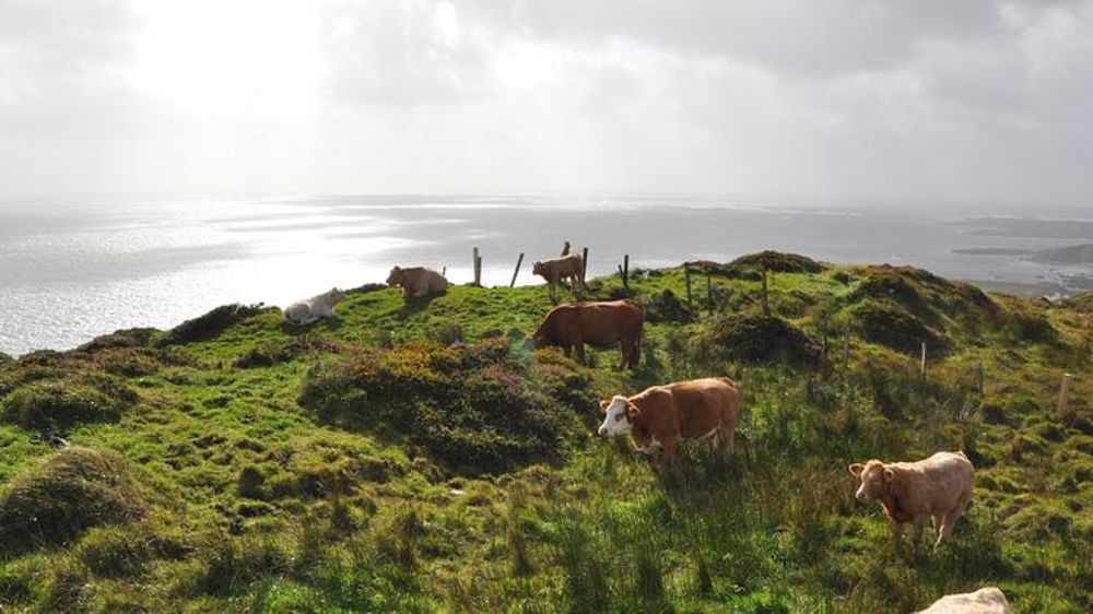L’Irlande demandera une aide de l’UE en cas de sortie sans accord