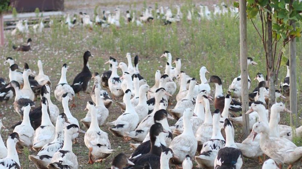 L’interdiction du foie gras en Californie validée
