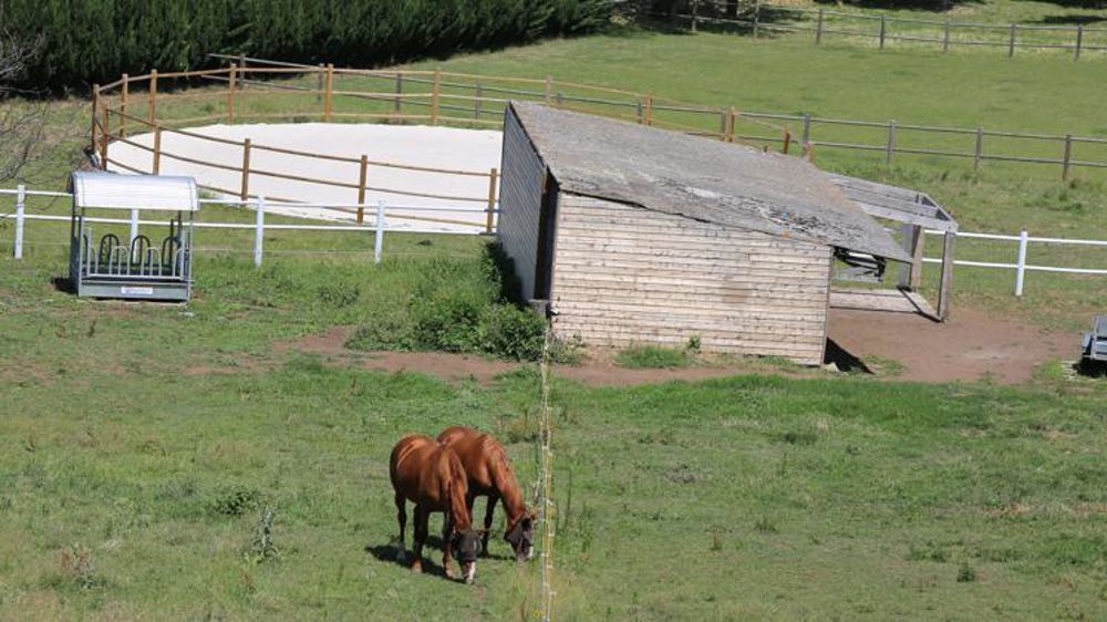Alerte à la grippe équine