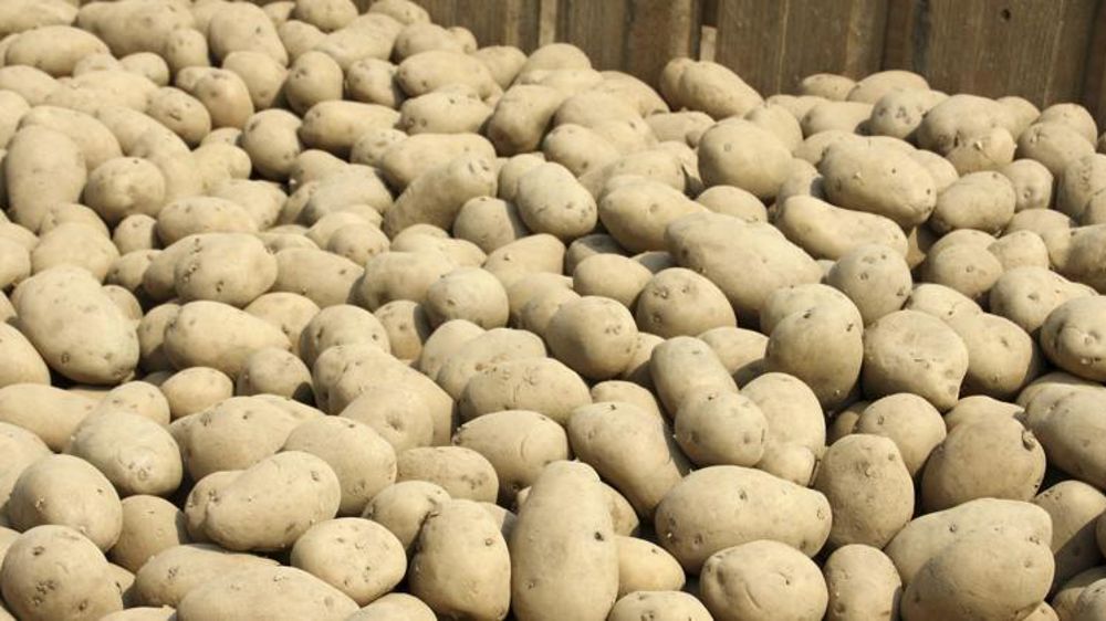 La Coordination rurale s’inquiète de la pénurie de plants