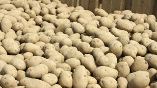 La Coordination rurale s’inquiète de la pénurie de plants La Coordination rurale s’inquiète de la pénurie de plants