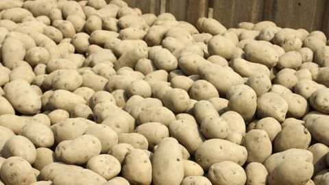 La Coordination rurale s’inquiète de la pénurie de plants La Coordination rurale s’inquiète de la pénurie de plants