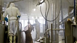 Carrefour veut des caméras dans les abattoirs Carrefour veut des caméras dans les abattoirs