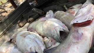 Un million de poissons morts en Australie Un million de poissons morts en Australie