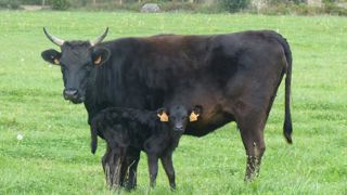 Le bœuf wagyu japonais à la conquête du monde Le bœuf wagyu japonais à la conquête du monde