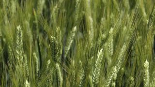 La filière française se cherche un avenir La filière française se cherche un avenir