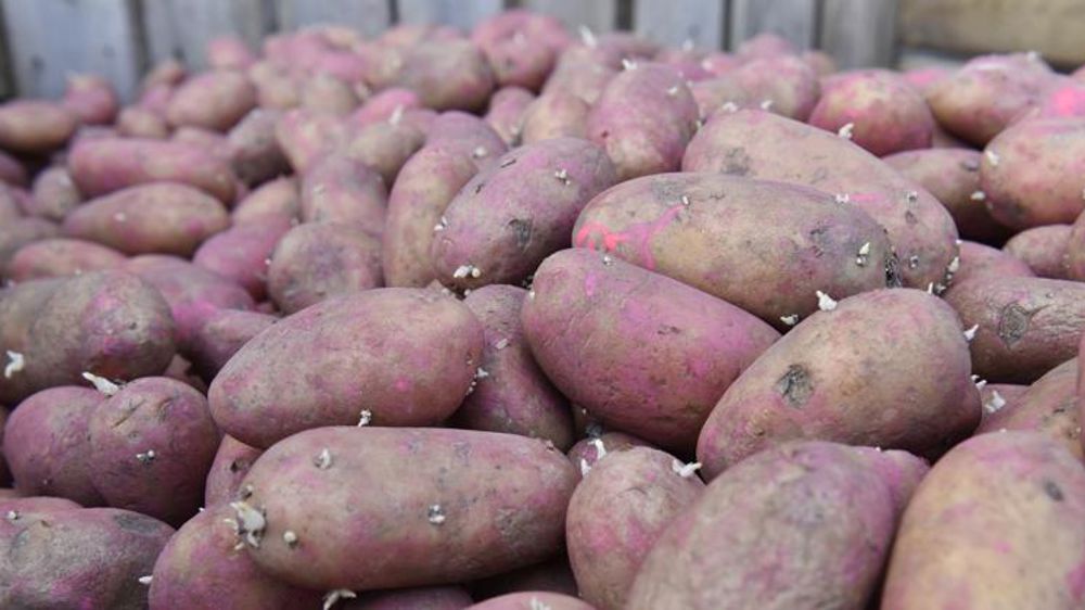 Le manque de plants pourrait affecter la campagne