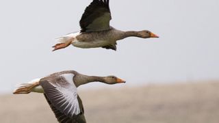 La prolongation de la chasse à l’oie retoquée La prolongation de la chasse à l’oie retoquée