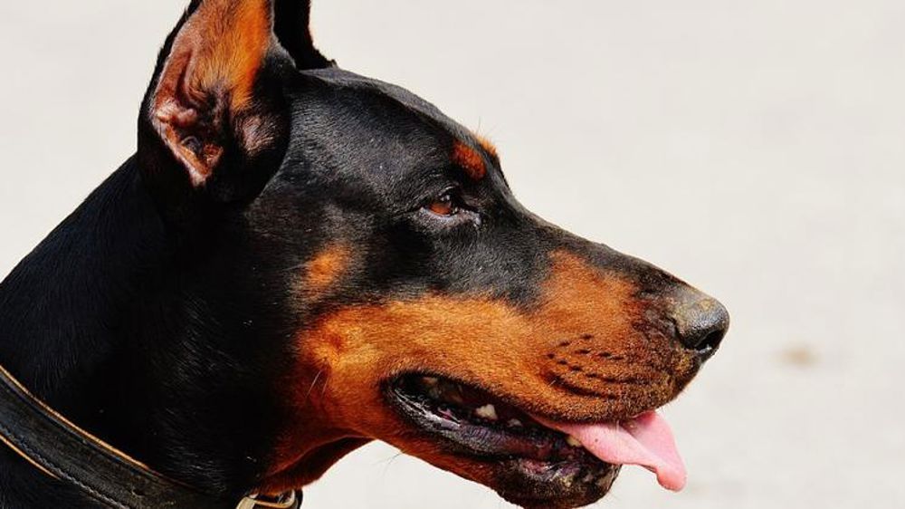 Un arrêté « anti-aboiements »