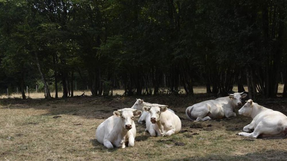 Greenpeace rêve-t-elle d’une Pac végétarienne ?