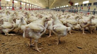 La Chine impose des droits sur le poulet brésilien pour 5 ans La Chine impose des droits sur le poulet brésilien pour 5 ans