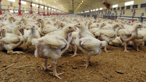 La Chine impose des droits sur le poulet brésilien pour 5 ans La Chine impose des droits sur le poulet brésilien pour 5 ans